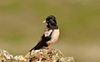 Rosy Starling Papaz Roseus bir taşın üstünde 