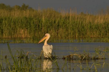 Beyaz pelikan - Pelecanus onocrotalus on water 