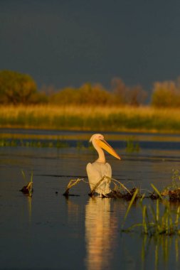 Beyaz pelikan - Pelecanus onocrotalus on water 
