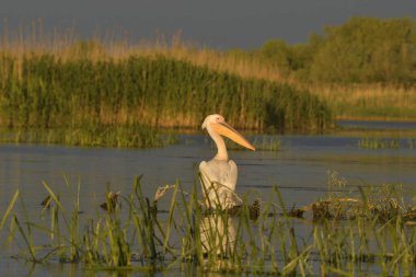 Beyaz pelikan - Pelecanus onocrotalus on water 