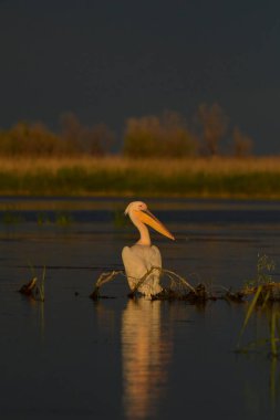 Beyaz pelikan - Pelecanus onocrotalus on water 