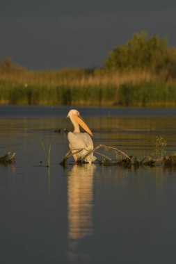 Beyaz pelikan - Pelecanus onocrotalus on water 