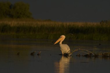 Beyaz pelikan - Pelecanus onocrotalus on water 