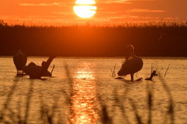 Beyaz pelikan - Pelecanus onocrotalus on water 