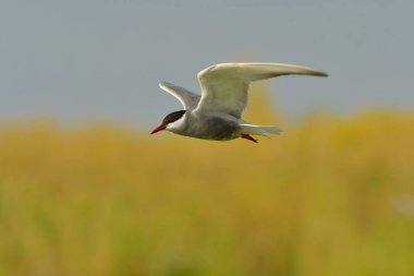 Bıyıklı Tern - (Chlidonias melezi) uçuşta