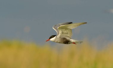 Bıyıklı Tern - (Chlidonias melezi) uçuşta