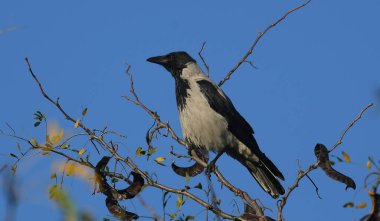 Kapüşonlu Karga - (Corvus cornix) ağaçta