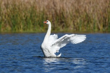 Dilsiz kuğu - Suyun üzerindeki Kuğu rengi