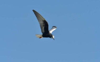 Beyaz kanatlı deniz feneri - (Chlidonias lökopterus) 