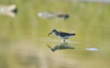 Geniş gagalı çulluk - (Limicola falcinellus)