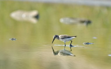 Geniş gagalı çulluk - (Limicola falcinellus)