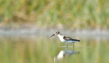 Geniş gagalı çulluk - (Limicola falcinellus)