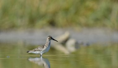 Geniş gagalı çulluk - (Limicola falcinellus)