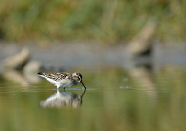 Geniş gagalı çulluk - (Limicola falcinellus)