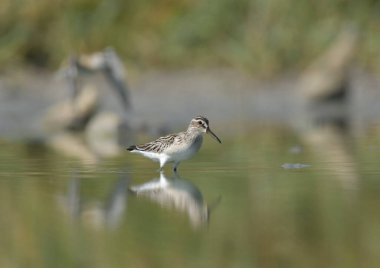 Geniş gagalı çulluk - (Limicola falcinellus)