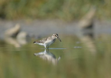 Geniş gagalı çulluk - (Limicola falcinellus)
