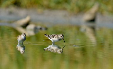 Geniş gagalı çulluk - (Limicola falcinellus)