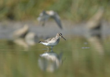 Geniş gagalı çulluk - (Limicola falcinellus)