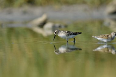 Geniş gagalı çulluk - (Limicola falcinellus)