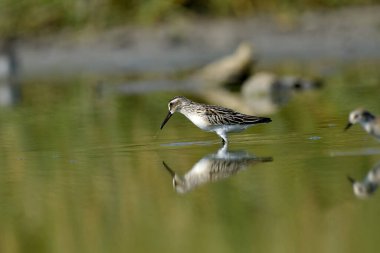 Geniş gagalı çulluk - (Limicola falcinellus)