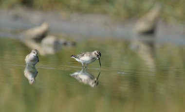 Geniş gagalı çulluk - (Limicola falcinellus)