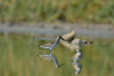 Geniş gagalı çulluk - (Limicola falcinellus)