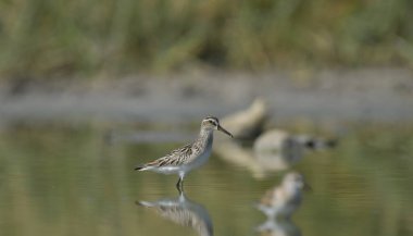 Geniş gagalı çulluk - (Limicola falcinellus)