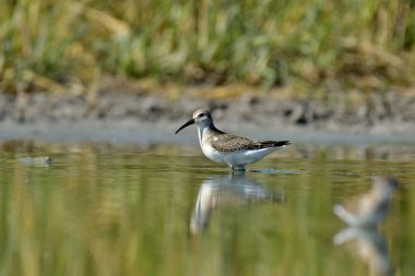 Geniş gagalı çulluk - (Limicola falcinellus)