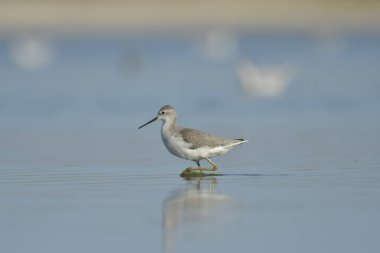 Bataklık çulluğu - Suyun üzerindeki Tringa yalnızlığı 