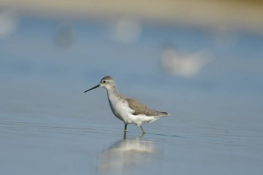 Bataklık çulluğu - Suyun üzerindeki Tringa yalnızlığı 