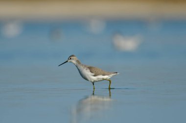 Bataklık çulluğu - Suyun üzerindeki Tringa yalnızlığı 