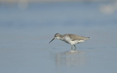 Bataklık çulluğu - Suyun üzerindeki Tringa yalnızlığı 