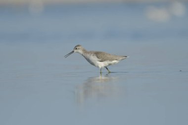 Bataklık çulluğu - Suyun üzerindeki Tringa yalnızlığı 