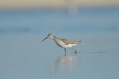 Bataklık çulluğu - Suyun üzerindeki Tringa yalnızlığı 