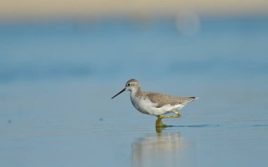 Bataklık çulluğu - Suyun üzerindeki Tringa yalnızlığı 