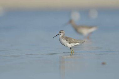 Marsh sandpiper - Tringa solitaria on water  clipart