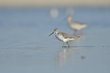 Bataklık çulluğu - Suyun üzerindeki Tringa yalnızlığı 