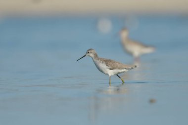 Bataklık çulluğu - Suyun üzerindeki Tringa yalnızlığı 