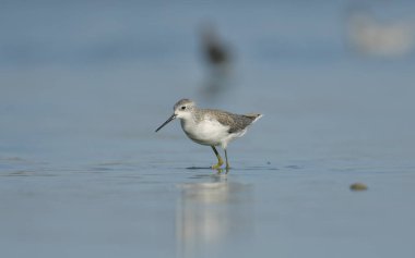 Bataklık çulluğu - Suyun üzerindeki Tringa yalnızlığı 