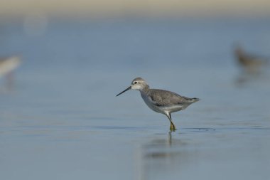 Bataklık çulluğu - Suyun üzerindeki Tringa yalnızlığı 