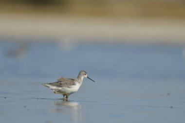 Bataklık çulluğu - Suyun üzerindeki Tringa yalnızlığı 