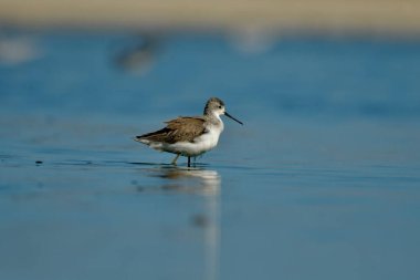 Bataklık çulluğu - Suyun üzerindeki Tringa yalnızlığı 