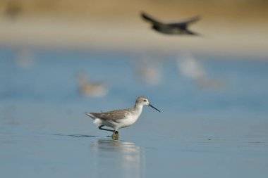 Bataklık çulluğu - Suyun üzerindeki Tringa yalnızlığı 