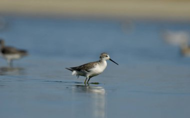 Bataklık çulluğu - Suyun üzerindeki Tringa yalnızlığı 