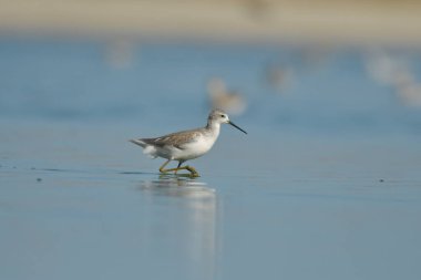 Bataklık çulluğu - Suyun üzerindeki Tringa yalnızlığı 