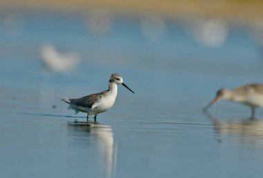 Bataklık çulluğu - Suyun üzerindeki Tringa yalnızlığı 