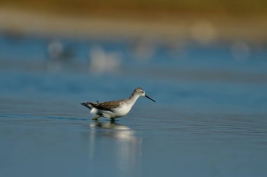 Bataklık çulluğu - Suyun üzerindeki Tringa yalnızlığı 