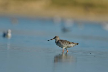 Suda görüldü Redshank - (Tringa erythropus)