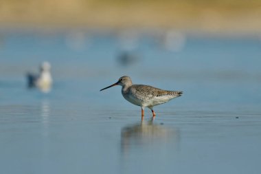 Suda görüldü Redshank - (Tringa erythropus)