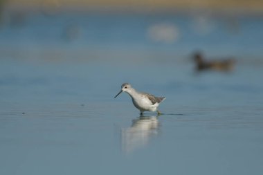 Bataklık çulluğu - Suyun üzerindeki Tringa yalnızlığı 